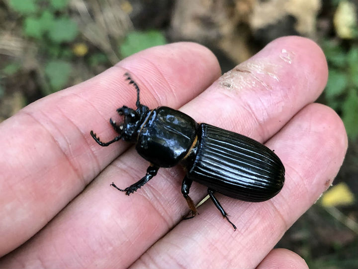 Bess Beetle